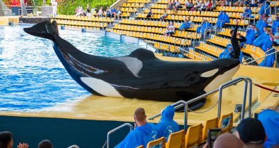 RSPCA urges holidaymakers to avoid 'cruelty tourism'